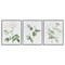 Stupell Industries Soft White Botanicals 3pc Framed Giclee Wall Art Set Design by Lettered and Lined
